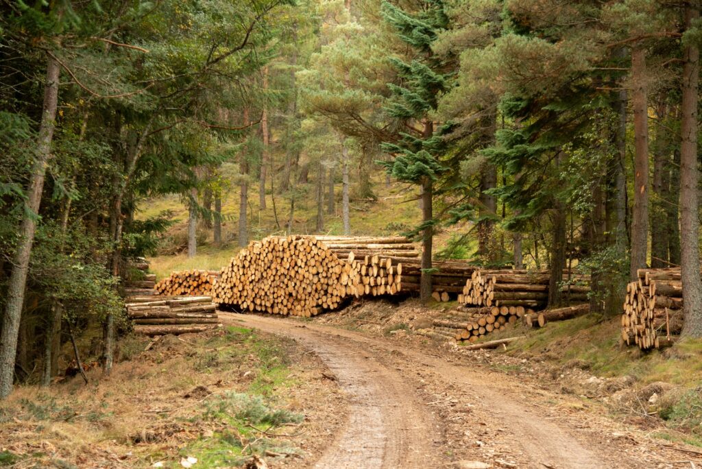 Felled trees stacked in forest